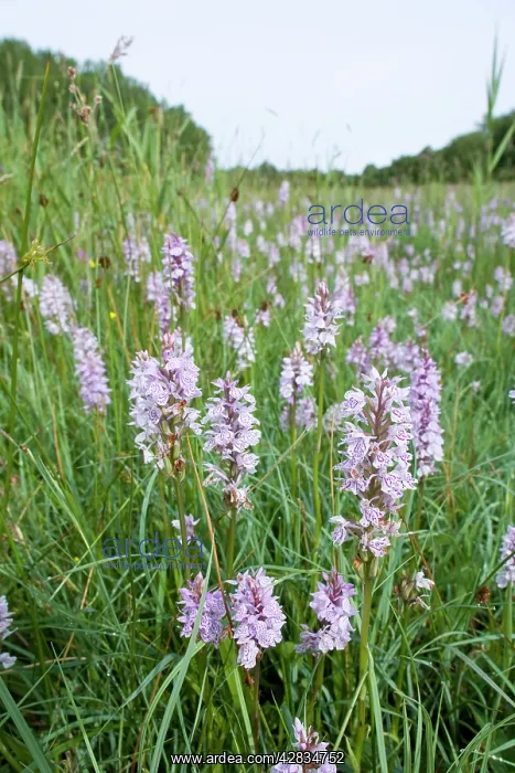  : Common Spotted Orchids in damp meadow