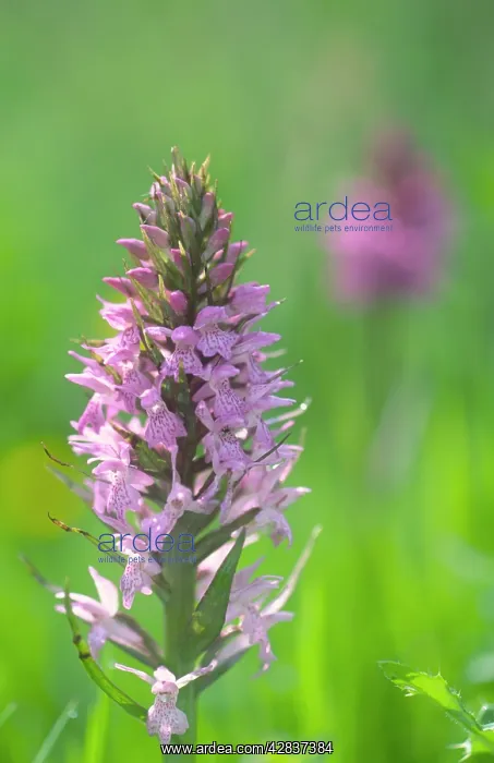 : Common Spotter Orchid : Common Spotter Orchid