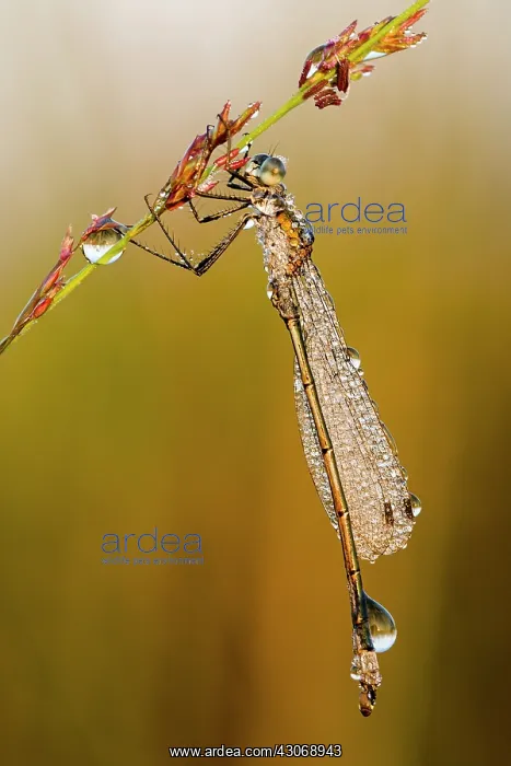 : Common Spreadwing : Common Spreadwing