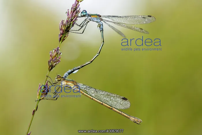 : Common Spreadwing : Common Spreadwing