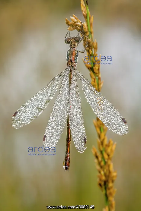 : Common Spreadwing : Common Spreadwing