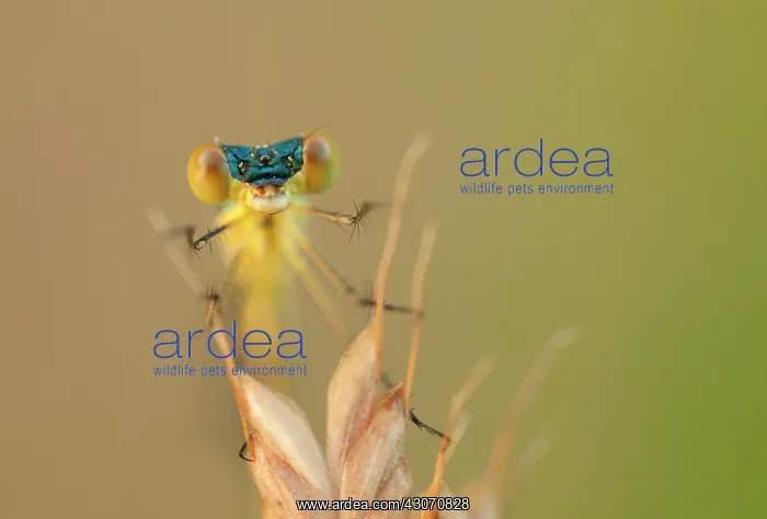 : Common Spreadwing : Common Spreadwing