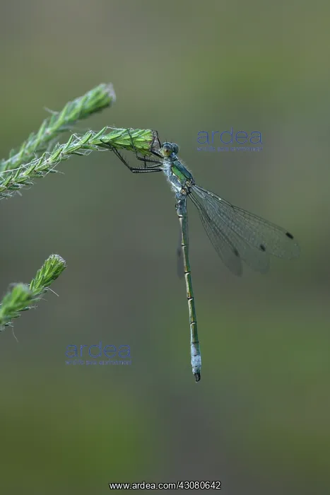 : Common Spreadwing : Common Spreadwing
