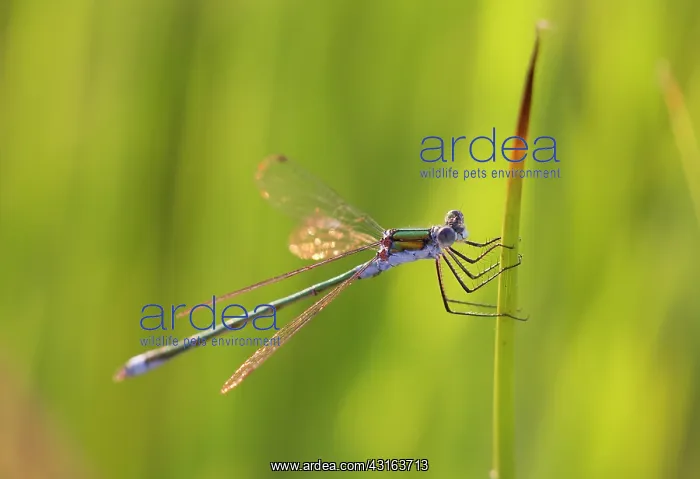 : Common Spreadwing : Common Spreadwing