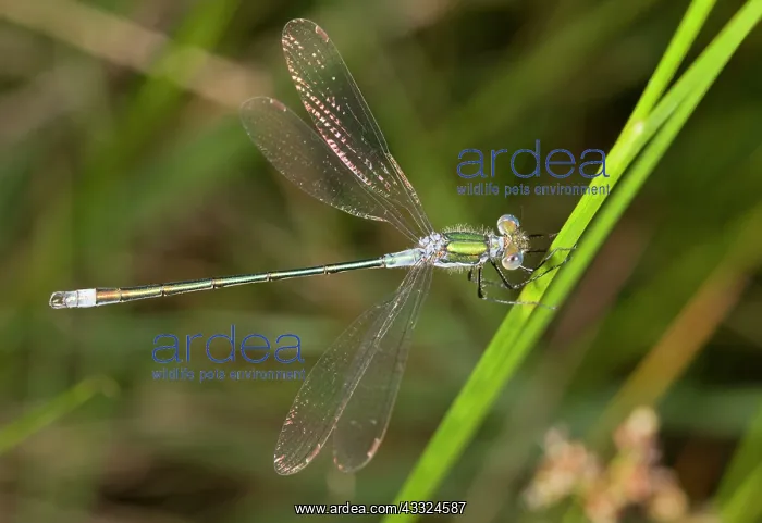 : Common Spreadwing / Common Emerald Damselfly - male perched : Common Spreadwing / Common Emerald Damselfly - male perched