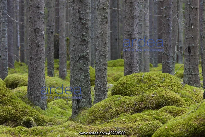 : Common Spruce, Norway Spruce - trunks in a forest : Common Spruce, Norway Spruce - trunks in a forest