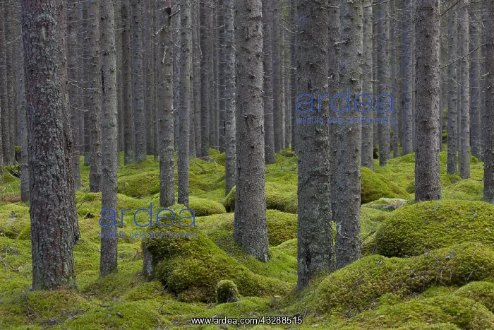 : Common Spruce, Norway Spruce - trunks in a forest : Common Spruce, Norway Spruce - trunks in a forest