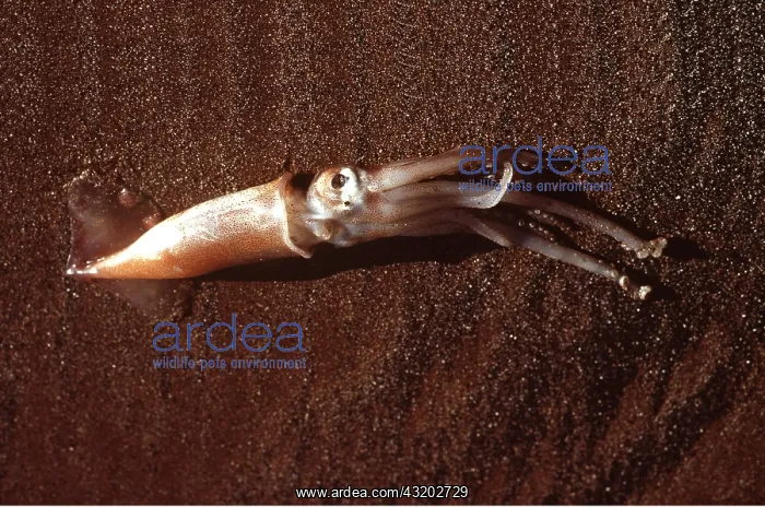 : COMMON SQUID : COMMON SQUID