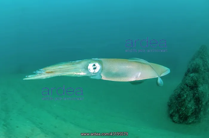 : Common squid (Loligo vulgaris), in the Marine Protected : Common squid (Loligo vulgaris), in the Marine Protected