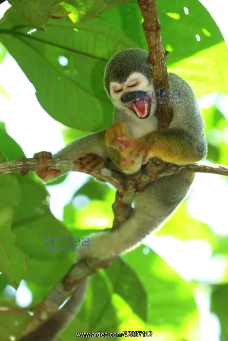 : Common Squirrel Monkey : Common Squirrel Monkey