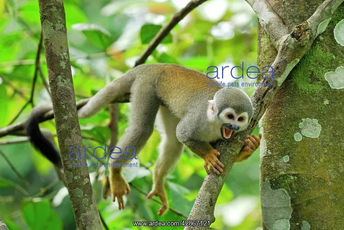 : Common Squirrel Monkey : Common Squirrel Monkey