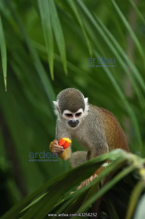 : Common Squirrel Monkey (Saimiri sciureus) : Common Squirrel Monkey (Saimiri sciureus)