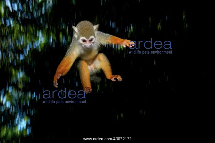 : Common squirrel monkey (Saimiri sciureus) jumping : Common squirrel monkey (Saimiri sciureus) jumping