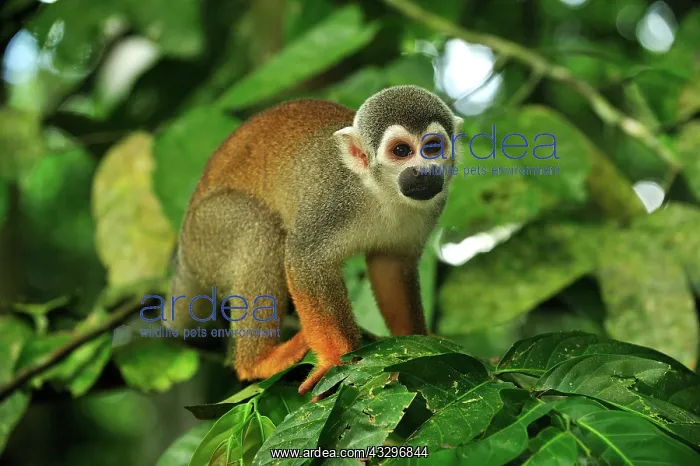 : Common Squirrel Monkey / South American Squirrel : Common Squirrel Monkey / South American Squirrel