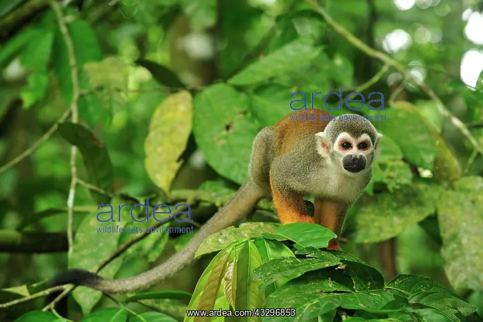 : Common Squirrel Monkey / South American Squirrel : Common Squirrel Monkey / South American Squirrel