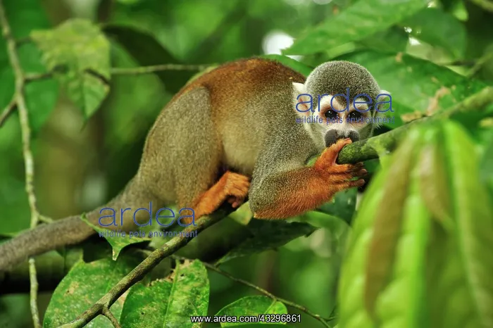 : Common Squirrel Monkey / South American Squirrel : Common Squirrel Monkey / South American Squirrel