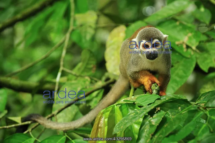 : Common Squirrel Monkey / South American Squirrel : Common Squirrel Monkey / South American Squirrel