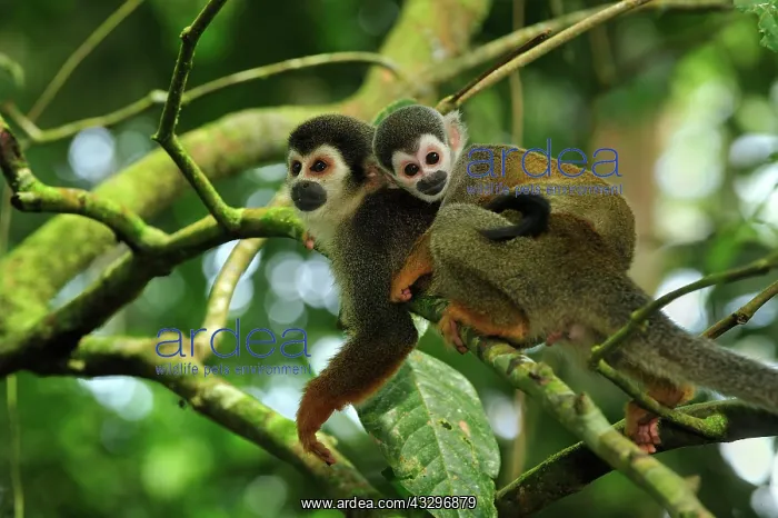 : Common Squirrel Monkey / South American Squirrel : Common Squirrel Monkey / South American Squirrel