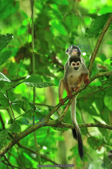 : Common Squirrel Monkey / South American Squirrel : Common Squirrel Monkey / South American Squirrel