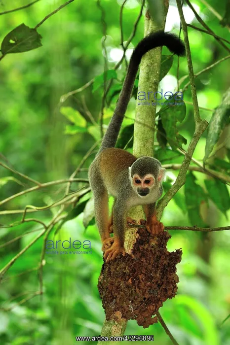 : Common Squirrel Monkey / South American Squirrel : Common Squirrel Monkey / South American Squirrel