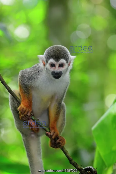: Common Squirrel Monkey / South American Squirrel : Common Squirrel Monkey / South American Squirrel