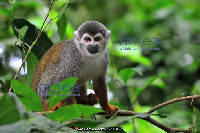 : Common Squirrel Monkey / South American Squirrel : Common Squirrel Monkey / South American Squirrel