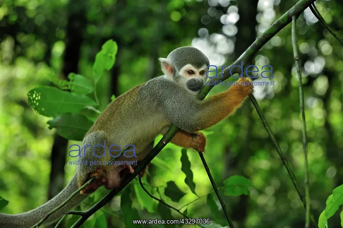 : Common Squirrel Monkey / South American Squirrel : Common Squirrel Monkey / South American Squirrel
