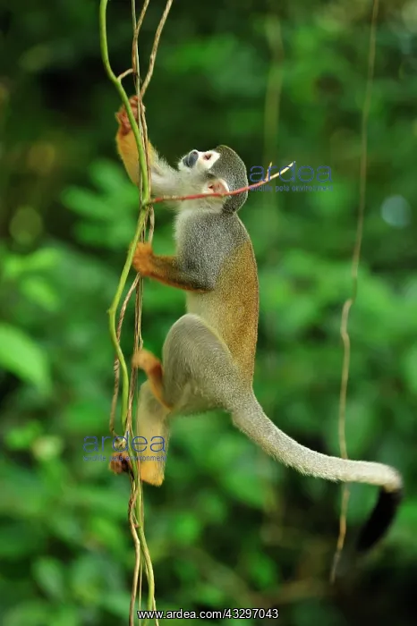 : Common Squirrel Monkey / South American Squirrel : Common Squirrel Monkey / South American Squirrel