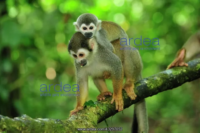 : Common Squirrel Monkey / South American Squirrel : Common Squirrel Monkey / South American Squirrel