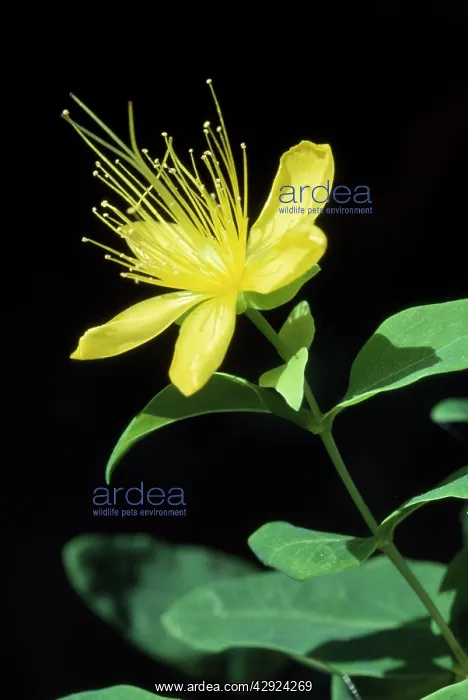 : Common St John's Wort : Common St John's Wort