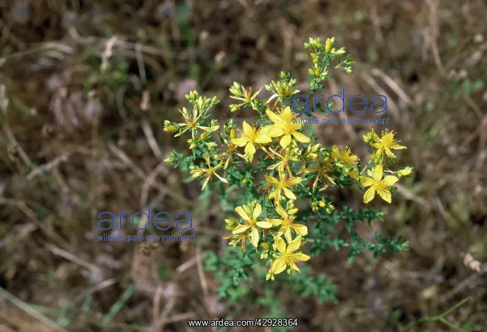  : Common St John's Wort