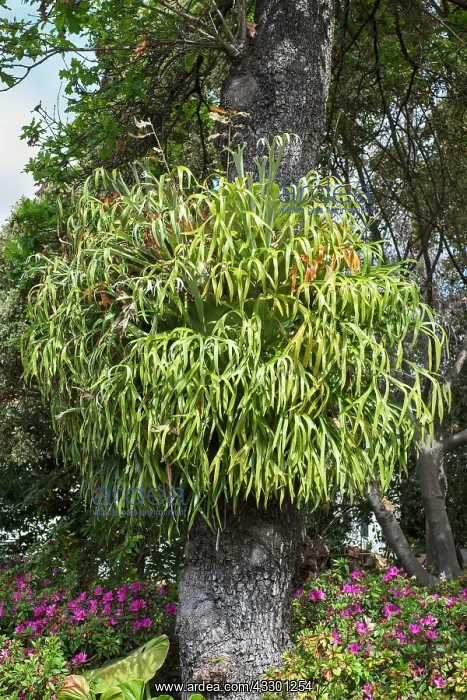 : Common staghorn fern - Madeira Portugal : Common staghorn fern - Madeira Portugal