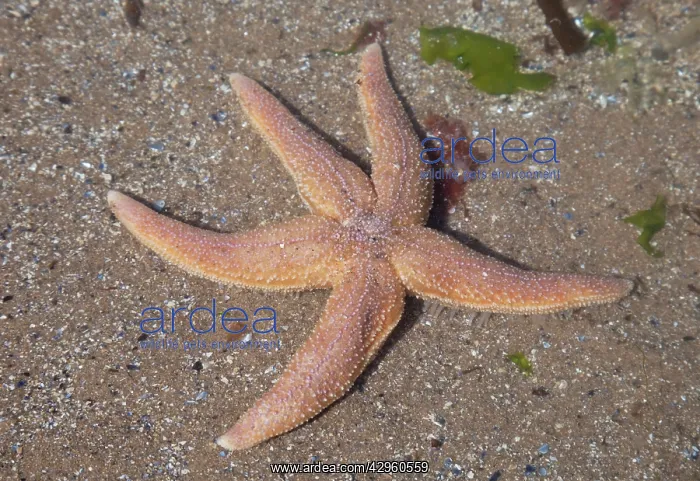 : Common Starfish : Common Starfish