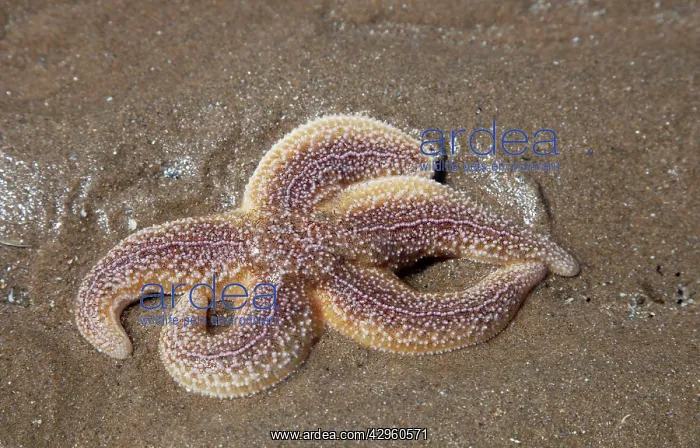 : Common Starfish : Common Starfish