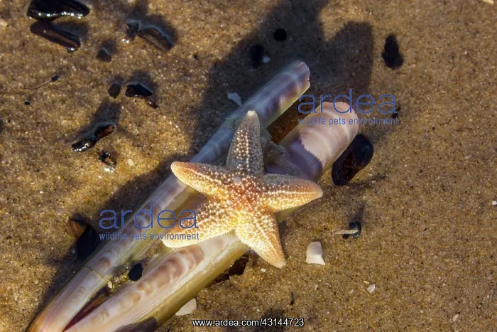 : Common Starfish : Common Starfish