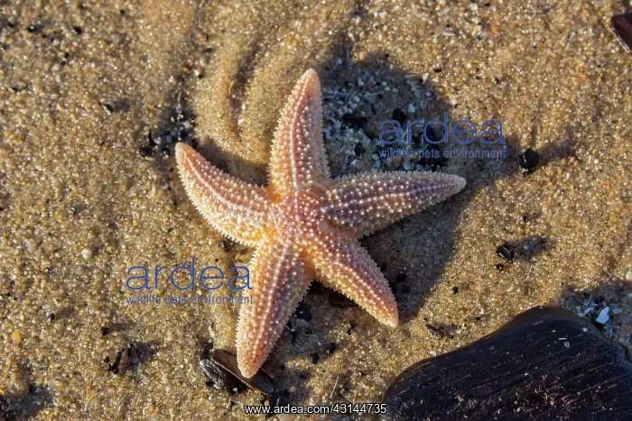 : Common Starfish : Common Starfish