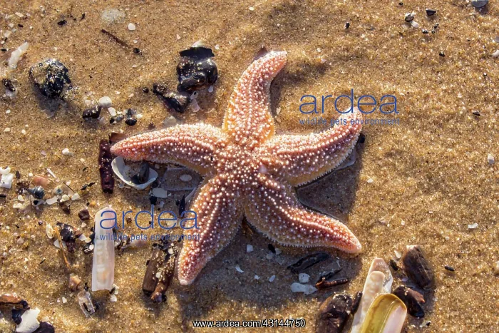 : Common Starfish : Common Starfish