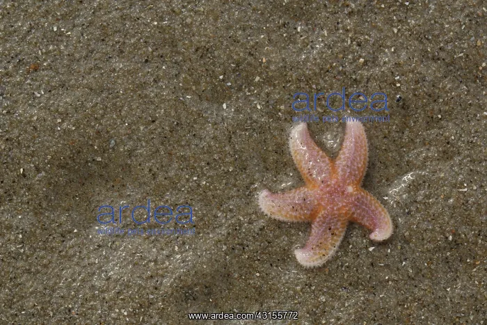  : Common Starfish