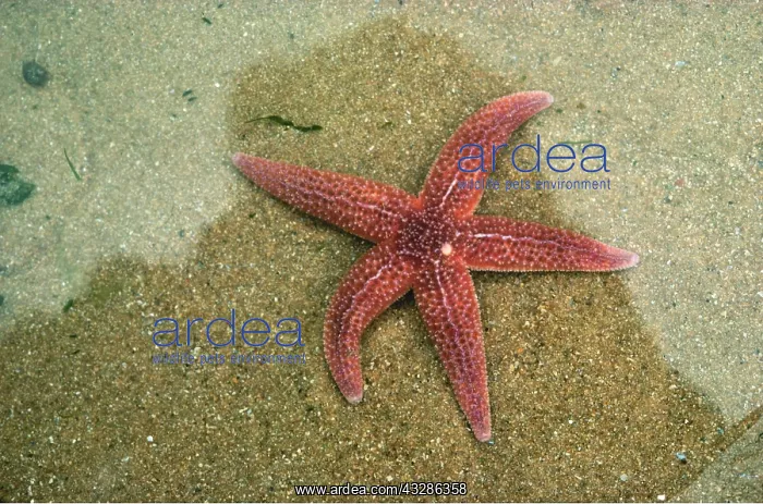 : COMMON STARFISH : COMMON STARFISH
