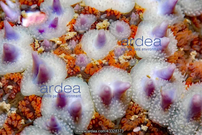 : Common starfish (Asterias rubens) detail, Around : Common starfish (Asterias rubens) detail, Around
