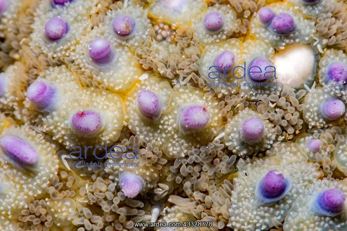 : Common starfish (Asterias rubens) detail, Around : Common starfish (Asterias rubens) detail, Around
