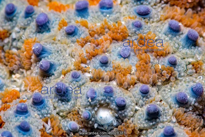 : Common starfish (Asterias rubens) detail, Around : Common starfish (Asterias rubens) detail, Around
