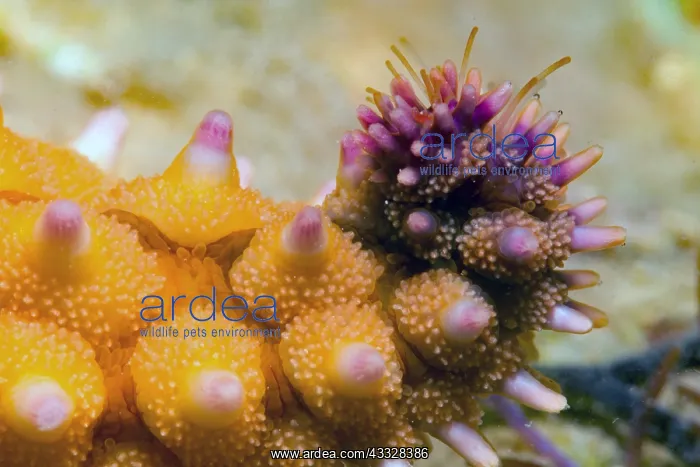 : Common starfish (Asterias rubens) detail, Around : Common starfish (Asterias rubens) detail, Around