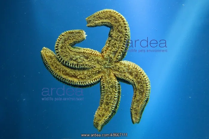 : Common Starfish (Asterias rubens), underside : Common Starfish (Asterias rubens), underside
