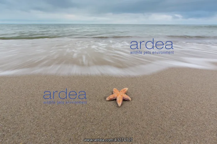 : Common Starfish, Common European Seastar - dead : Common Starfish, Common European Seastar - dead