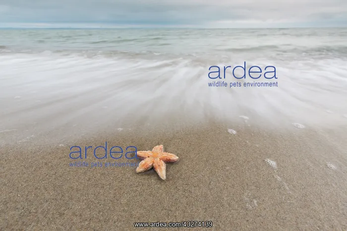 : Common Starfish, Common European Seastar - dead : Common Starfish, Common European Seastar - dead