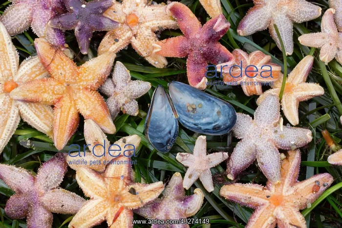 : Common Starfish, Common European Seastar - dead : Common Starfish, Common European Seastar - dead