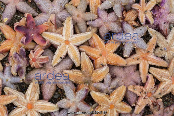 : Common Starfish, Common European Seastar - dead : Common Starfish, Common European Seastar - dead