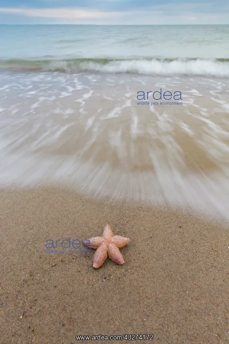 : Common Starfish, Common European Seastar - dead : Common Starfish, Common European Seastar - dead