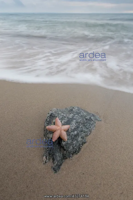 : Common Starfish, Common European Seastar - dead : Common Starfish, Common European Seastar - dead